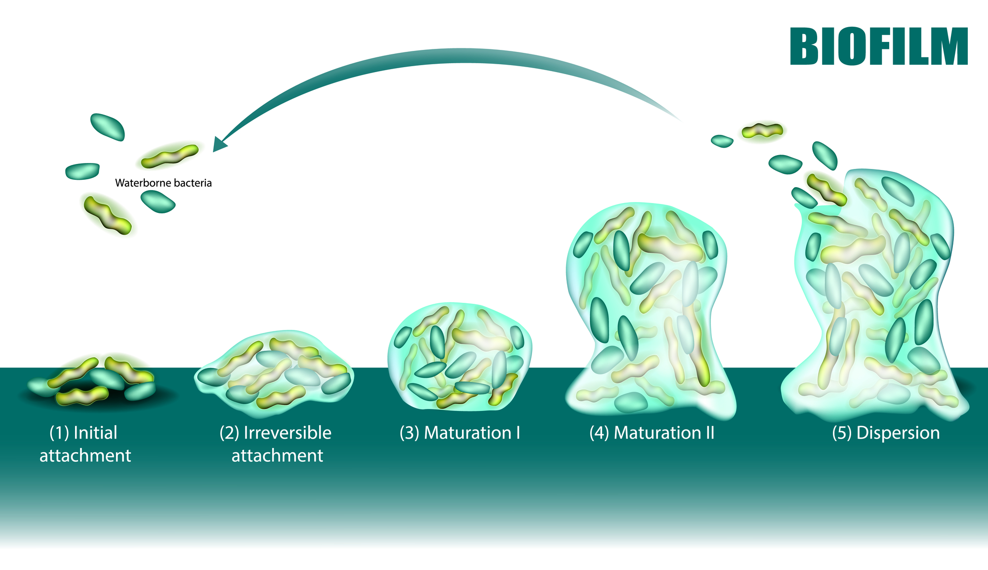 5 stages of biofilm formation