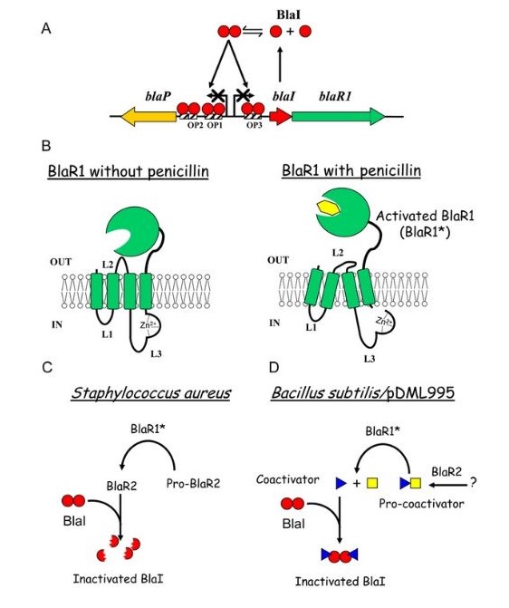 Beta-lactamase induction in B. licheniformis 749/I and S. aureus. 