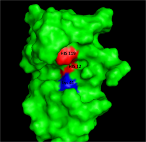 RNase structure